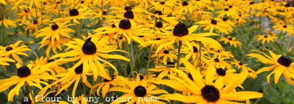 blackeyedsusans-s